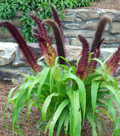 Ornamental Millet Jade Princess